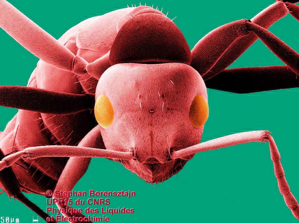 Tête d'une araignée sauteuse observée en microscopie électronique à  balayage (MEB).